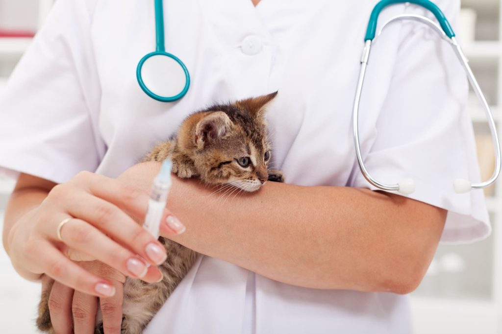 Yavru Kedi Aşısı